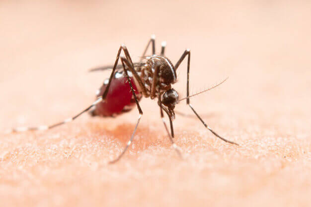 Mosquito Control